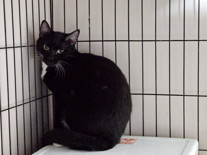 보호중 한국 고양이…